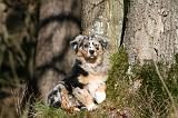 BERGER AUSTRALIEN PUPPIES 589